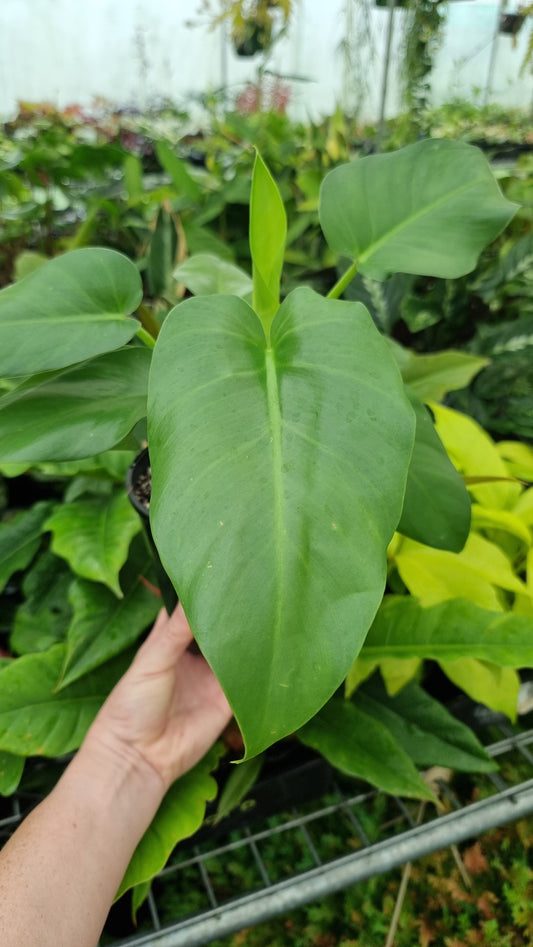 Philodendron giganteum Root'd Plants 