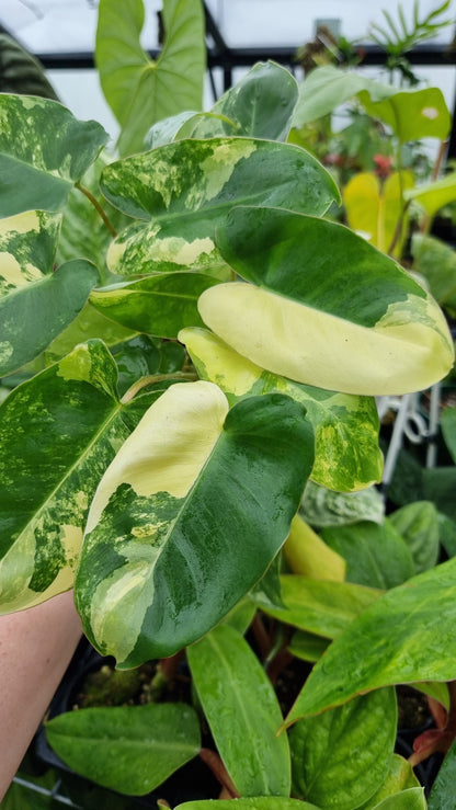 Philodendron 'Burle Marx' variegata Root'd Plants 