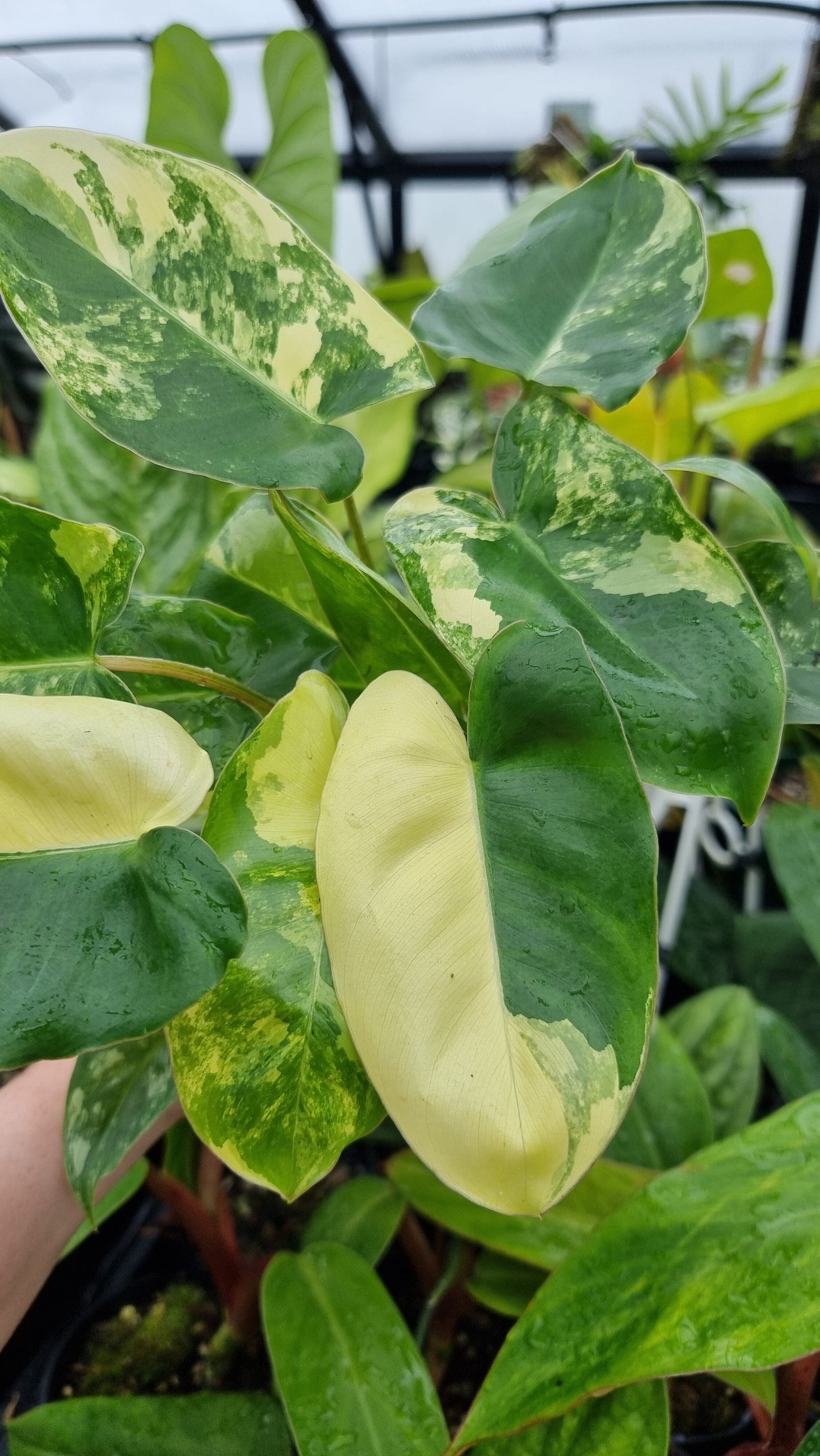 Philodendron 'Burle Marx' variegata Root'd Plants 