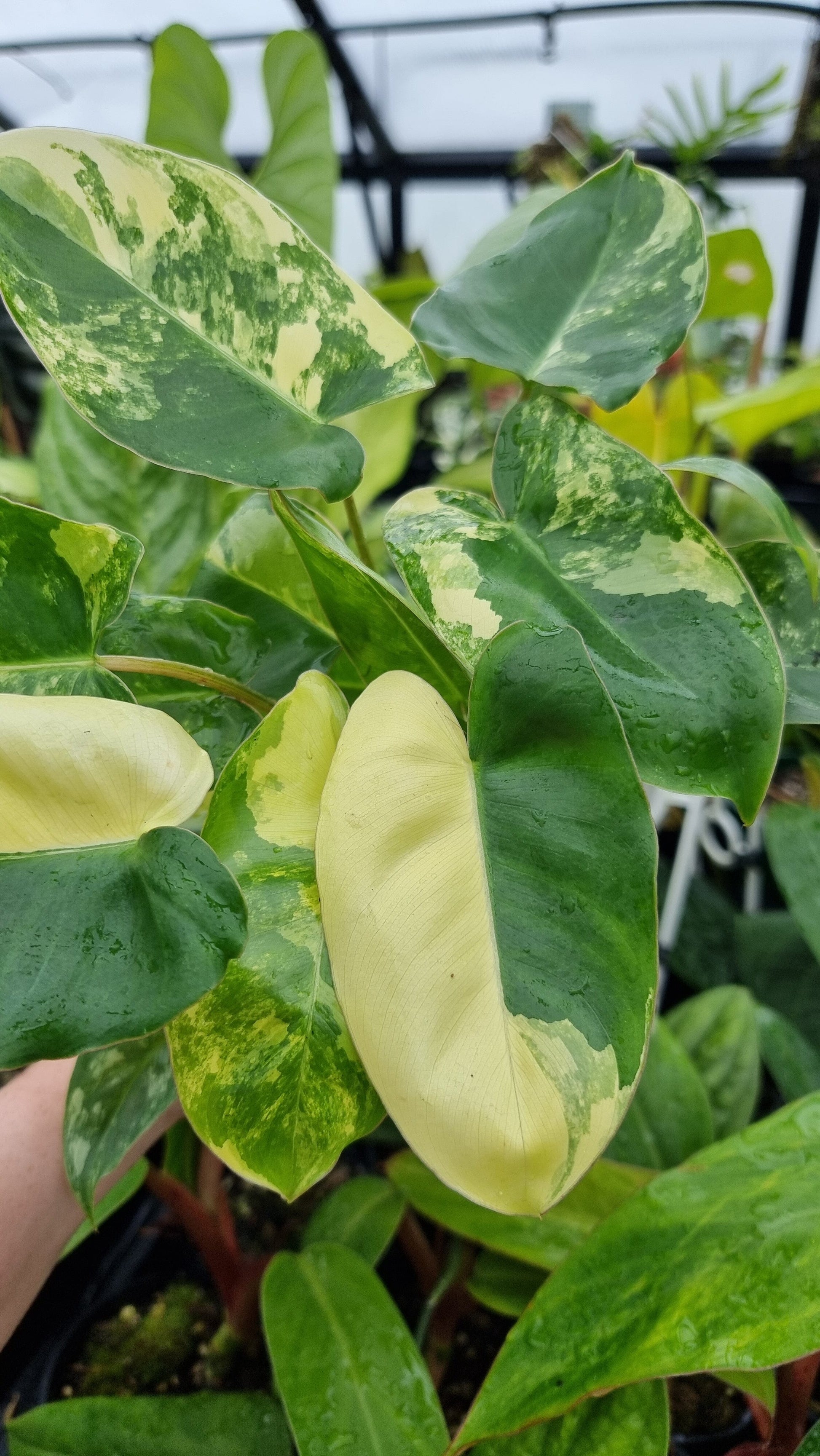 Philodendron 'Burle Marx' variegata Root'd Plants 
