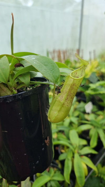 Nepenthes Louisa - Pitcher Plant 80mm Root'd Plants 