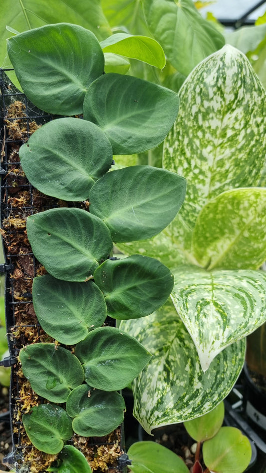 Rhaphidophora hayi Root'd Plants 
