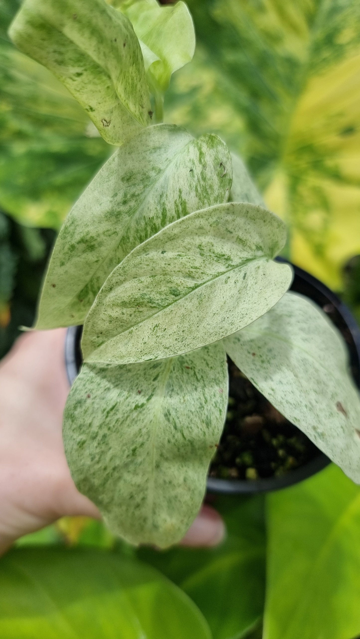 Monstera laniata variegata Root'd Plants 