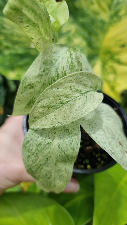 Monstera laniata variegata Root'd Plants 