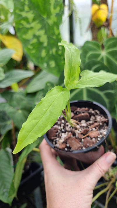 Monstera obliqua 'Amazonas' Root'd Plants 
