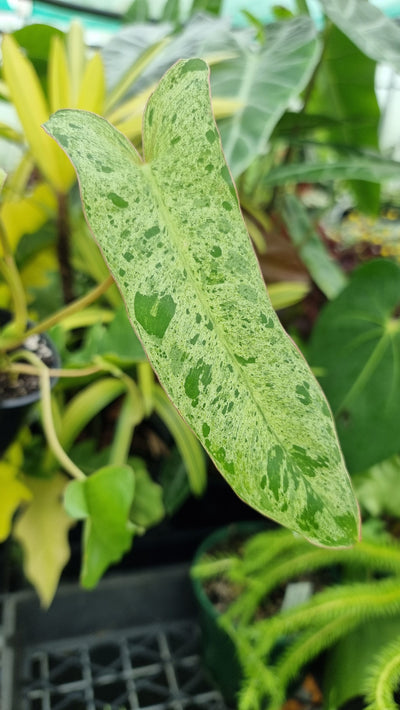 Philodendron 'Paraiso Verde' - Variegated Aroid Root'd Plants 