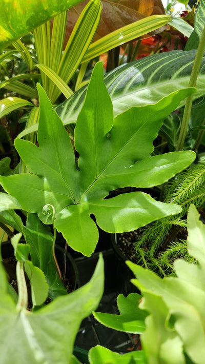 Doryopteris ludens - Black Heart Fern Root'd Plants 