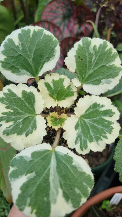 Saxifraga stolonifera variegata - White Variegated Strawberry Begonia Root'd Plants 