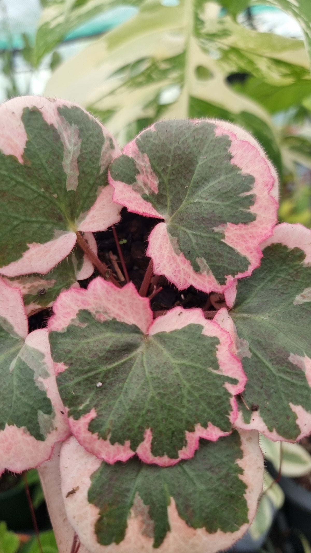 Saxifraga stolonifera variegata 'Tricolor' - Variegated Strawberry Begonia Root'd Plants 100mm 