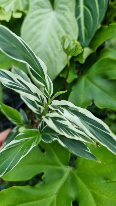 Alpinia vittata - Variegated Ginger Root'd Plants 