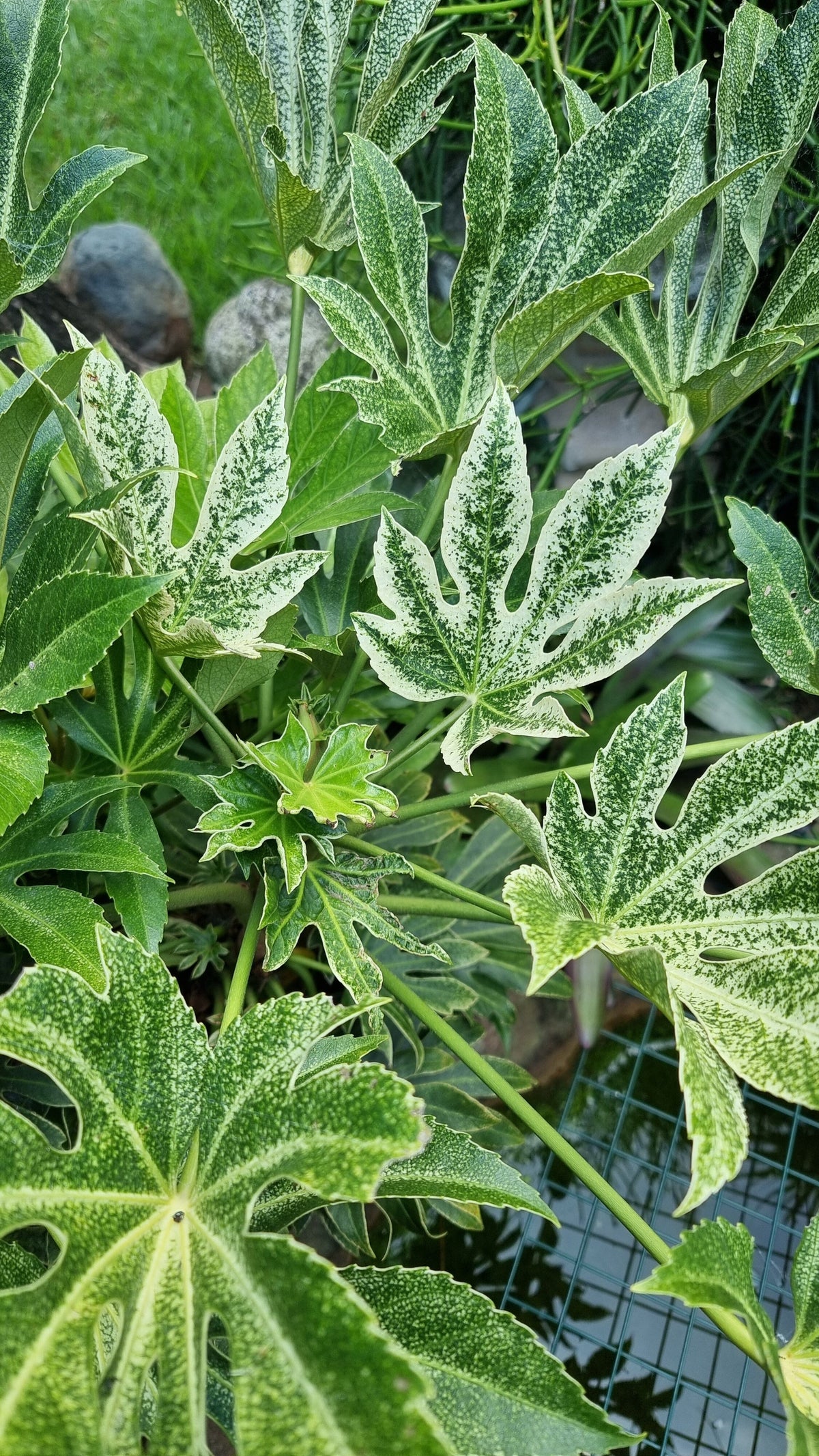 Fatsia Japonica 'Spider web' - Japanese aralia Root'd Plants 