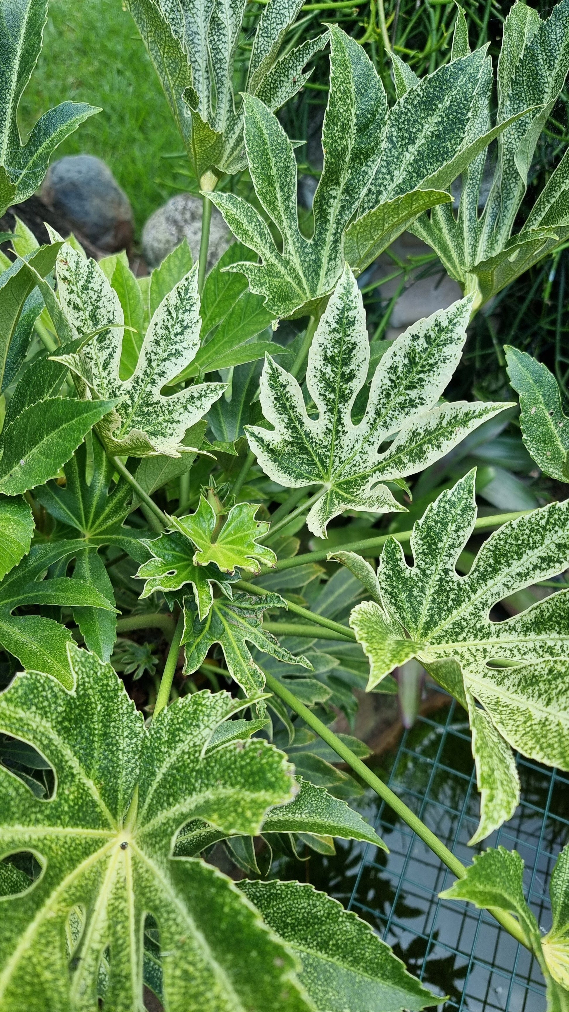 Fatsia Japonica 'Spider web' - Japanese aralia Root'd Plants 