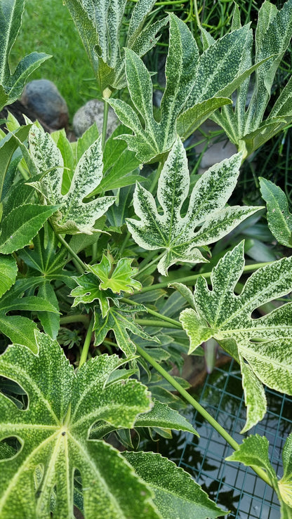 Fatsia Japonica 'Spider web' - Japanese aralia Root'd Plants 