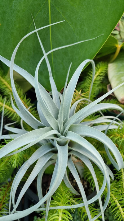 Tillandsia xerographica - King of Air Plants Root'd Plants 