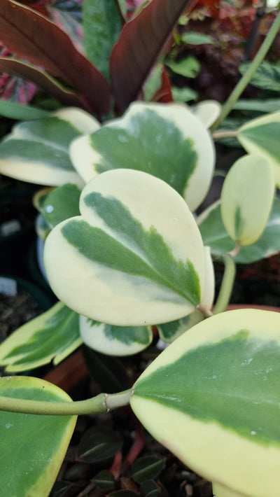 Hoya kerrii albomarginata - Variegated Sweetheart Hoya Root'd Plants 