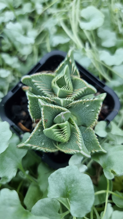 Faucaria britaniea - White Spotted Jaws Root'd Plants 