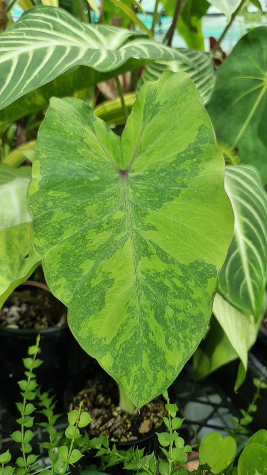 Colocasia esculenta 'Midori Sour' - Taro Plant Root'd Plants 