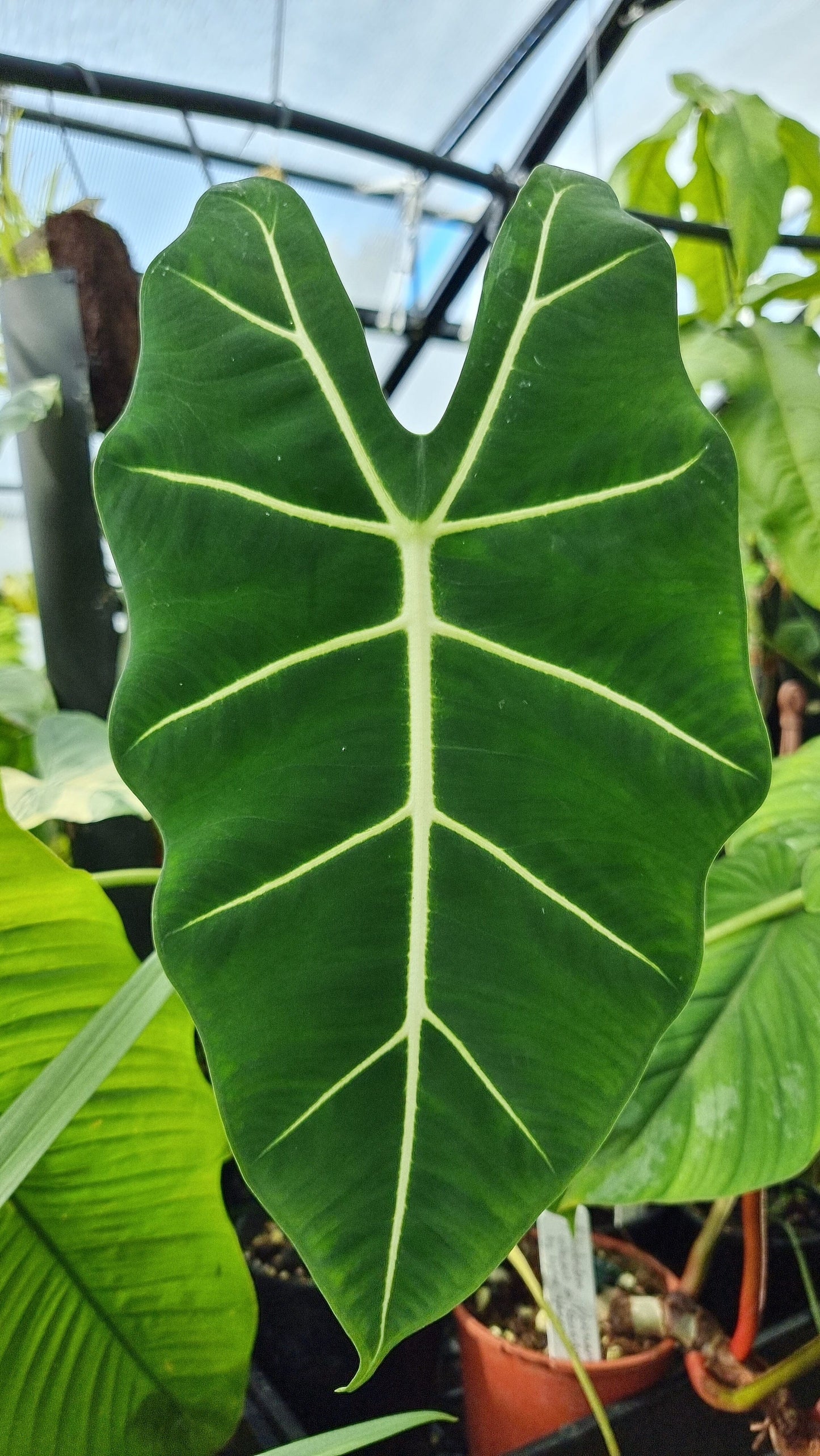 Alocasia micholitziana - Green Velvet Root'd Plants 