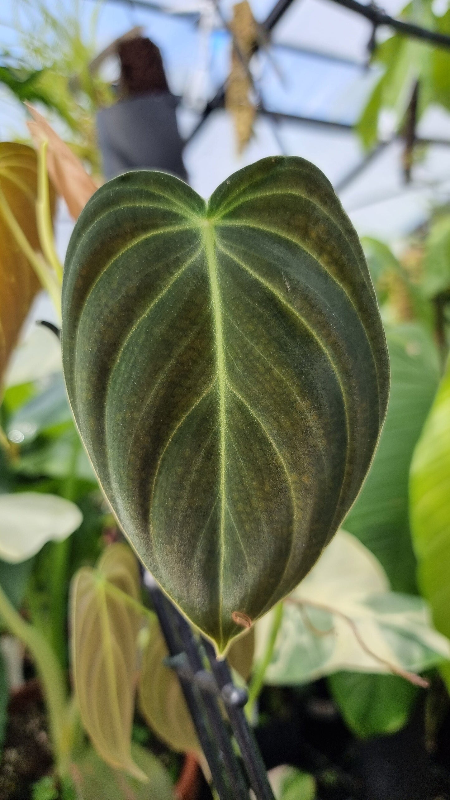 Philodendron melanochrysum Root'd Plants 