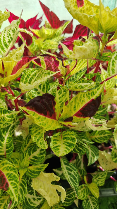 Iresine herbstii variegata - Variegated Blood Leaf Plant Root'd Plants 