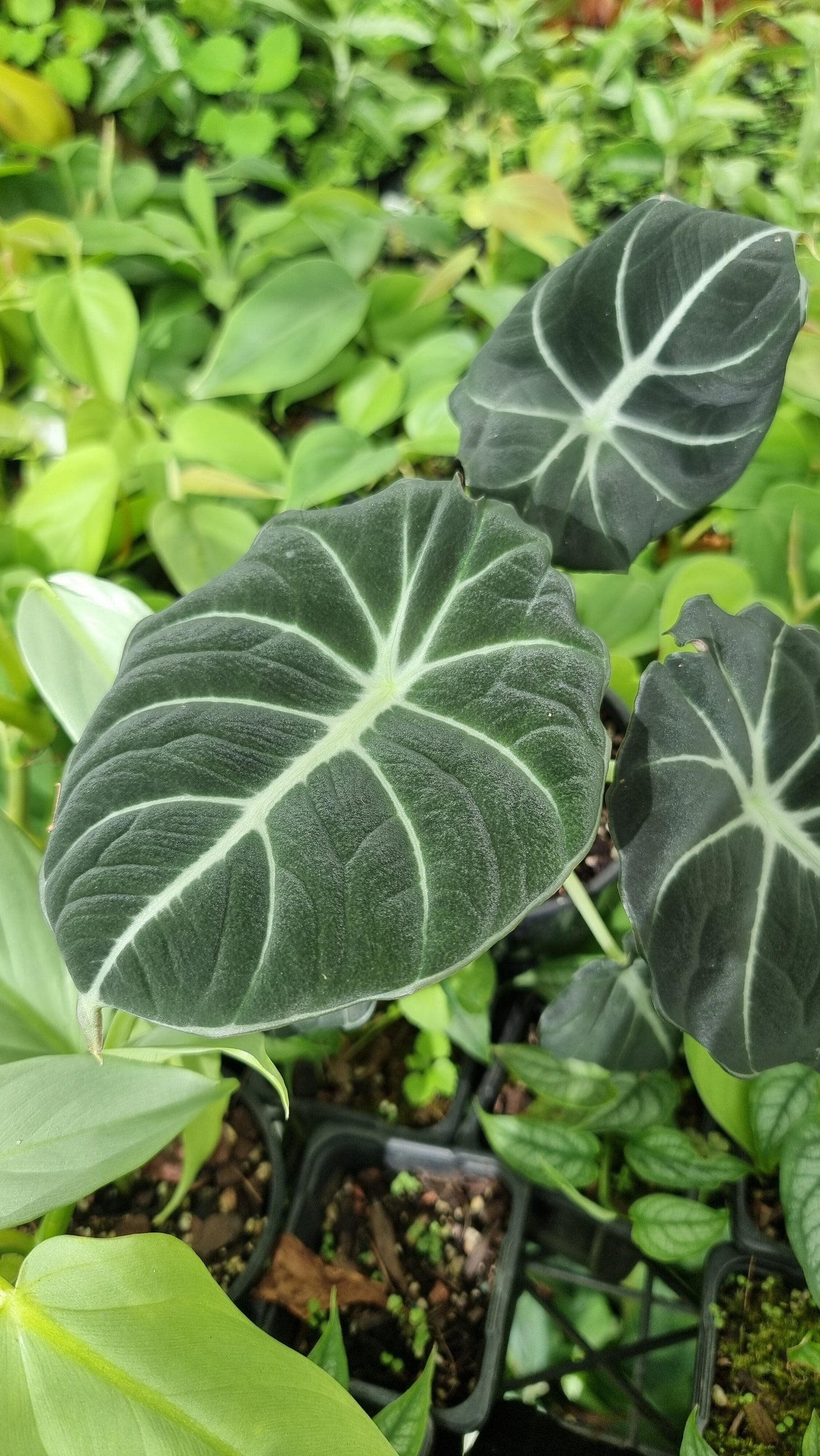 Alocasia reginula 'Black Velvet' Root'd Plants 