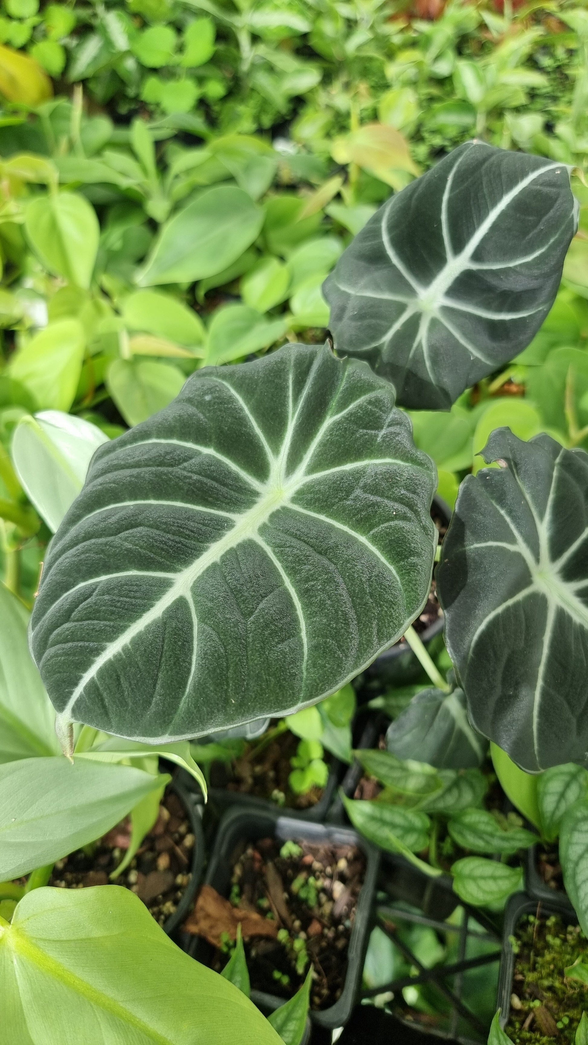 Alocasia reginula 'Black Velvet' Root'd Plants 
