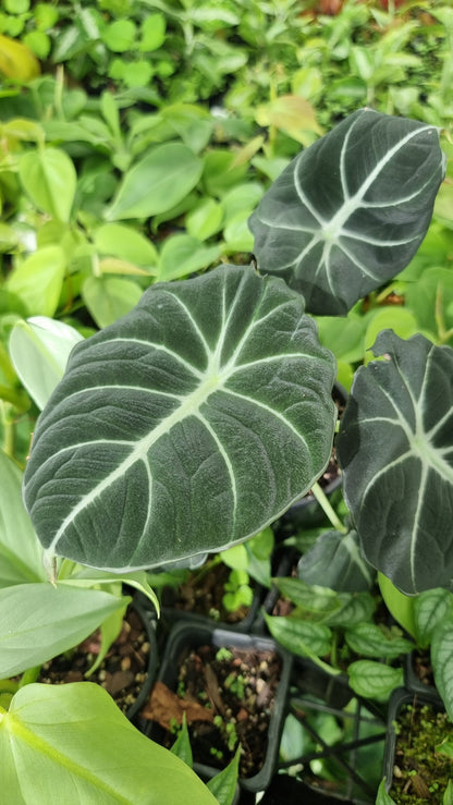 Alocasia reginula 'Black Velvet' Root'd Plants 