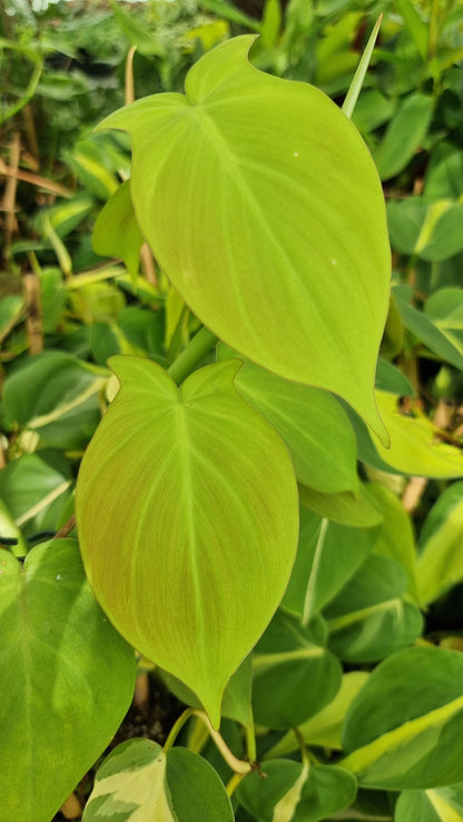 Philodendron camposportoanum Root'd Plants 