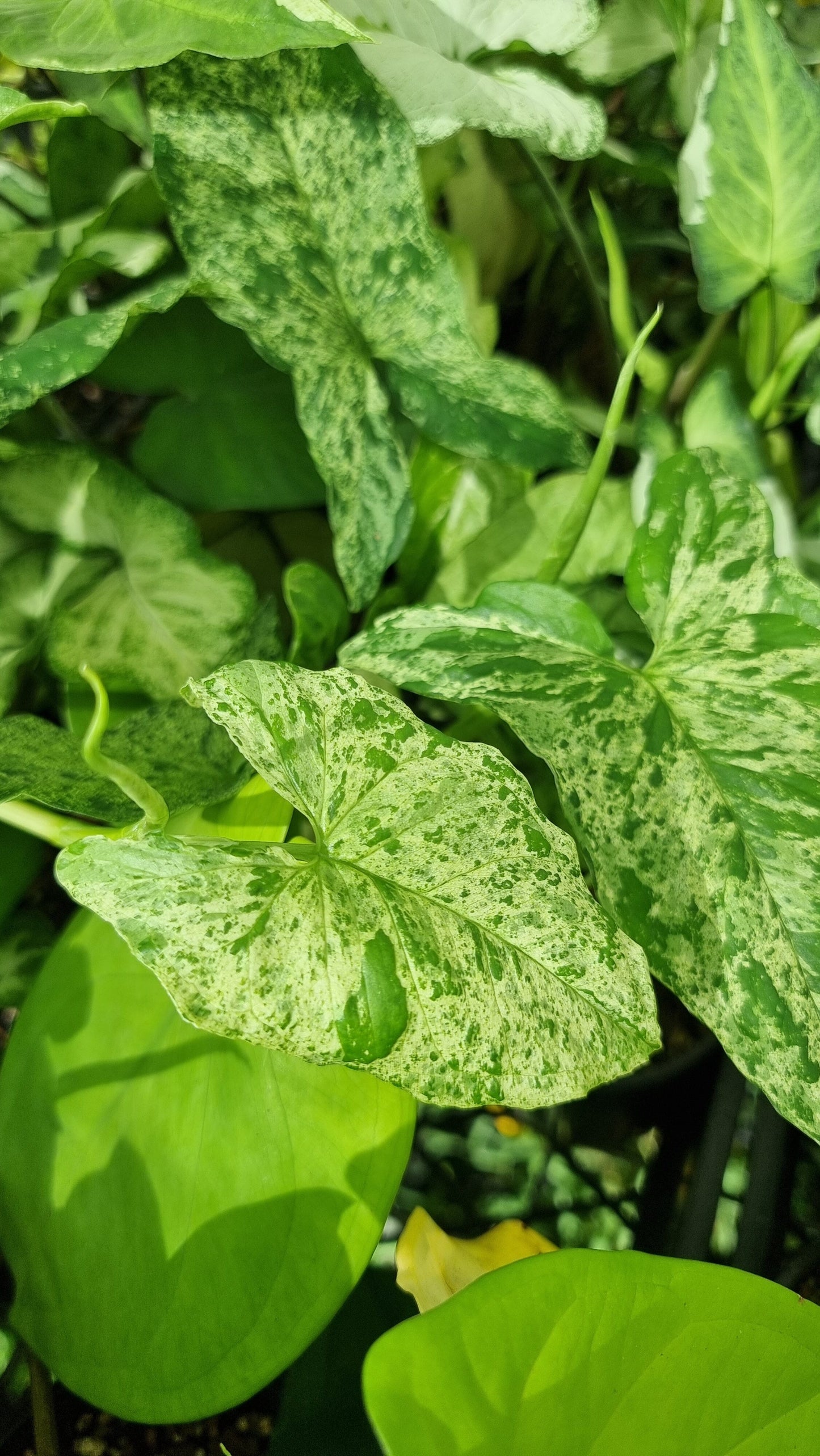 Syngonium podophyllum 'Mojito' - Arrowhead Plant Root'd Plants 