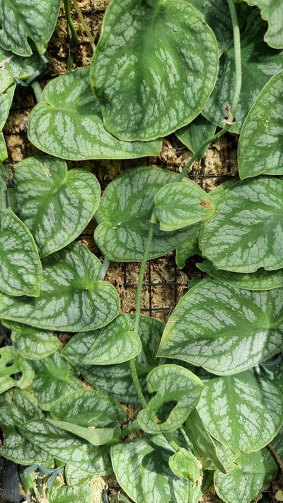Monstera dubia - Shingle Plant Root'd Plants 