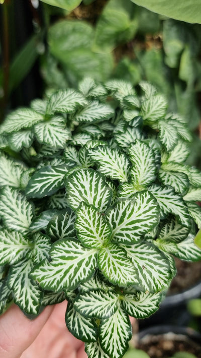 Fittonia 'Tiger' Root'd Plants 