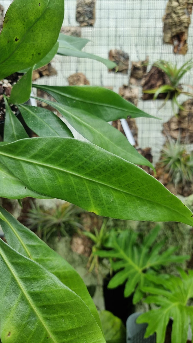 Microsorum whiteheadii - Rare Sumatran Fern