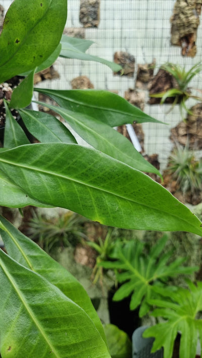 Microsorum whiteheadii - Rare Sumatran Fern Root'd Plants 