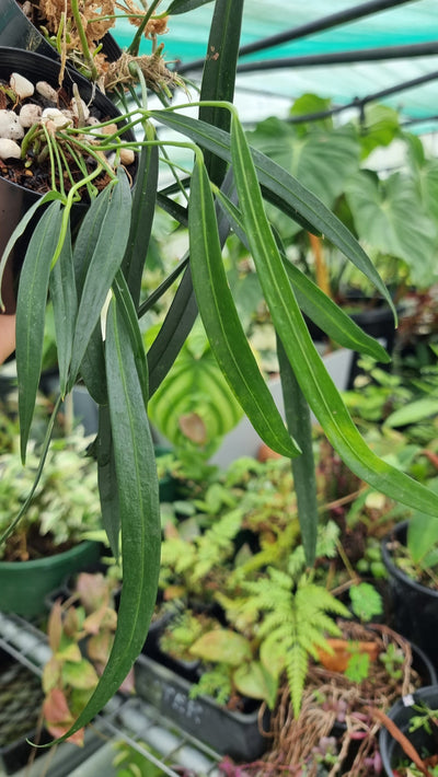 Anthurium friedrichsthalii - Strap Leaf Root'd Plants 