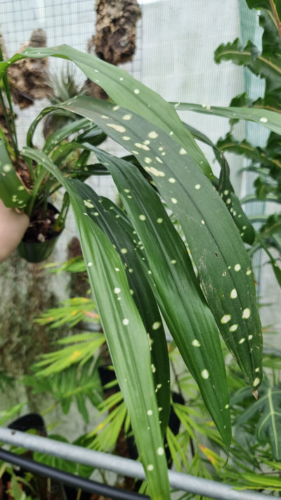 Aspidistra sp. ‘Singapore Sling’ - Leopard Cast Iron Plant Root'd Plants 