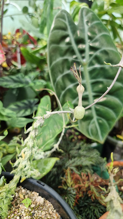 Ceropegia simoneae Root'd Plants 