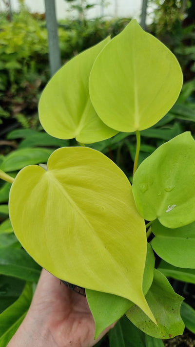 Philodendron hederaceum ‘Gold’ - Heart Leaf Philodendron Root'd Plants 