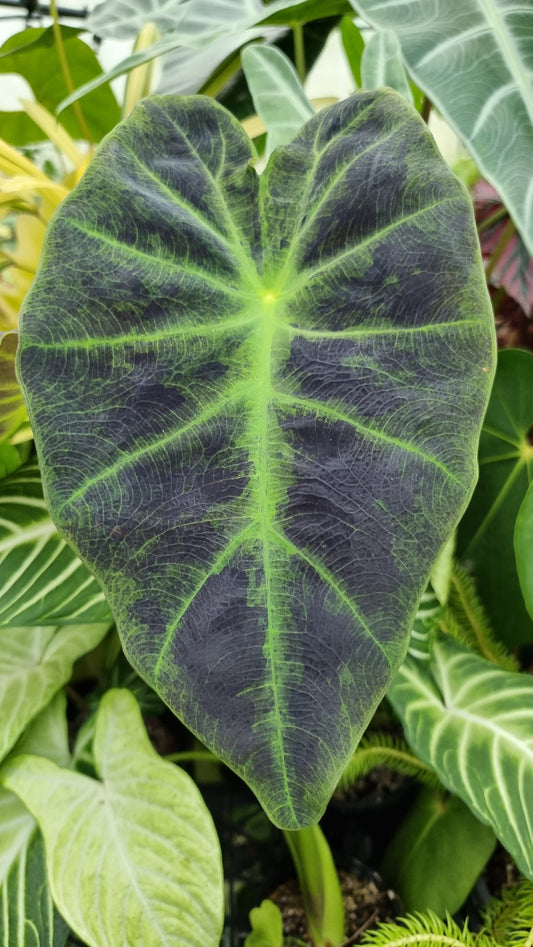 Colocasia esculenta 'Illustris' - Black Beauty Taro Plant Root'd Plants 