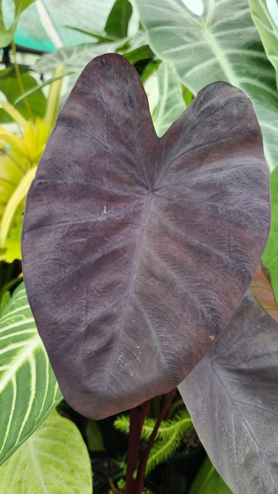 Colocasia esculenta 'Black Magic' - Taro Plant Root'd Plants 