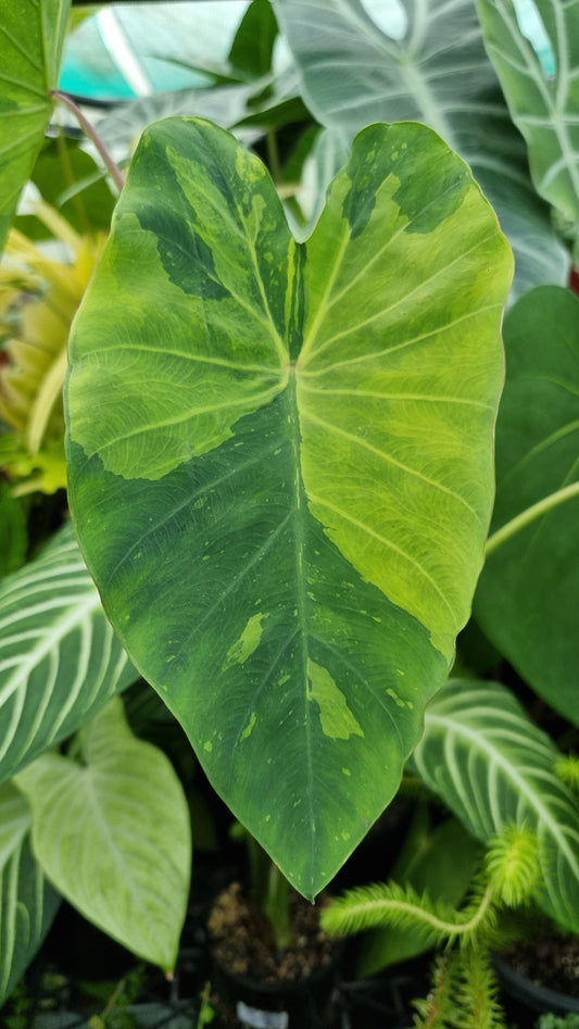 Colocasia esculenta 'Limeade' - Taro Plant Root'd Plants 