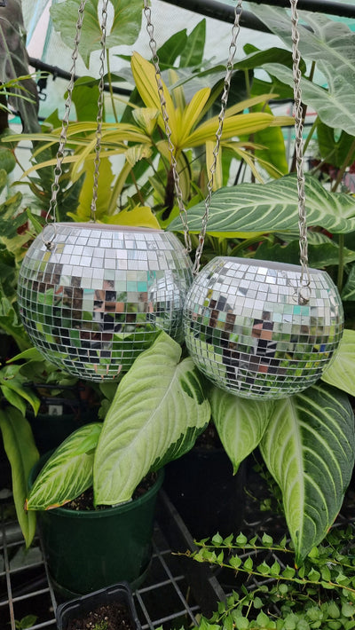 Disco Ball Hanging Planter - Mirror Ball Pot Pots & Planters Root'd Plants 