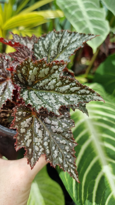 Begonia rex 'Bewitched Silver' Root'd Plants 