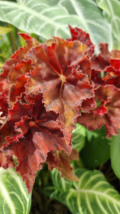 Begonia rex 'Sunset Blaze' Root'd Plants 