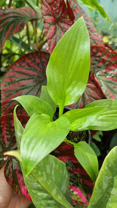 Hosta 'Venus' - Plantain Lily Root'd Plants 