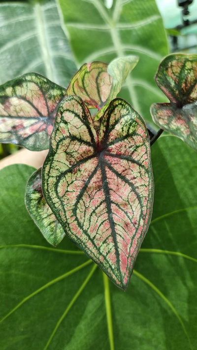 Caladium bicolour 'Good Luck' Root'd Plants 