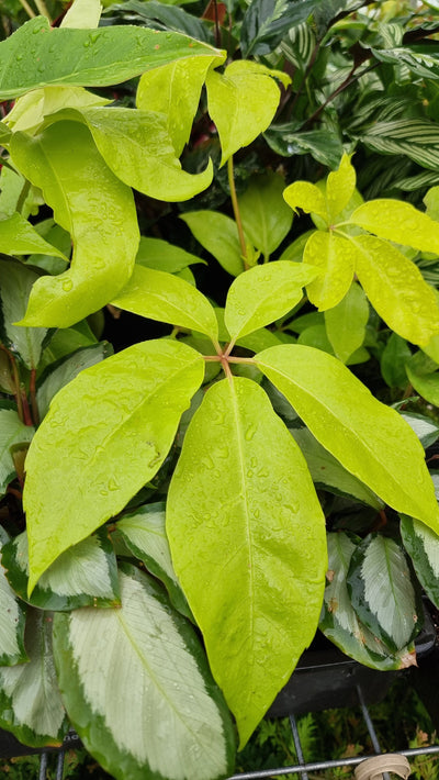 Heptapleurum actinophyllum (Formerly Schefflera actinophylla) 'Amate Soleil' - Neon Umbrella Tree Root'd Plants 