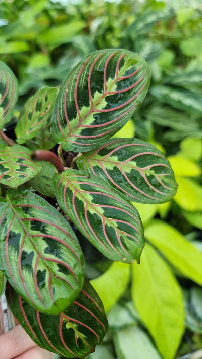 Maranta leuconeura var. erythroneura - Red Vein Prayer Plant Root'd Plants 