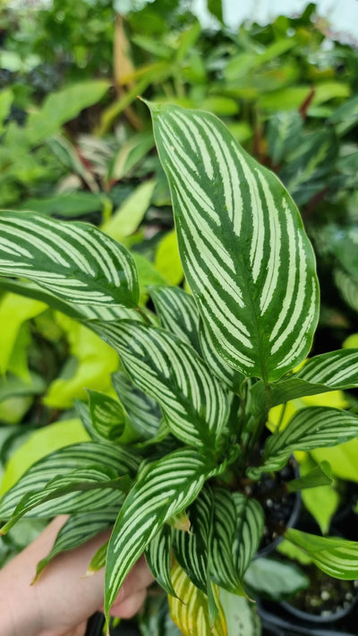 Goeppertia (Calathea) vittata - White Pinstripe Plant Root'd Plants 