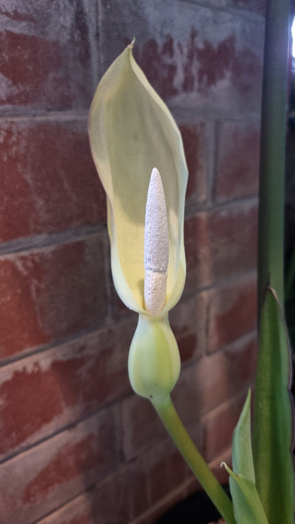 Alocasia 'Regal Shield' - Elephant Ear Root'd Plants 