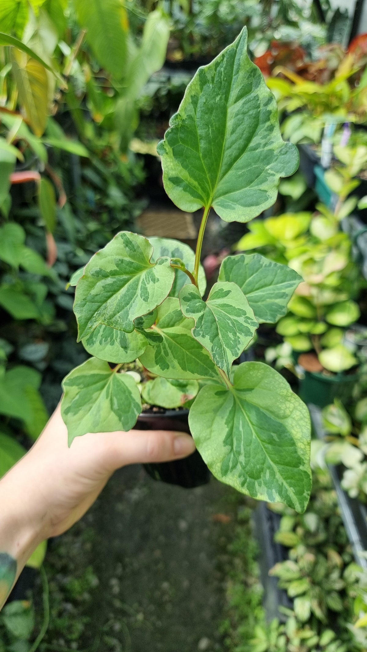 Houttuynia cordata - Chameleon Plant Root'd Plants 